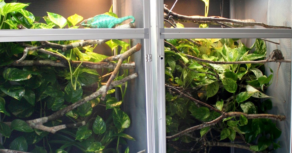 Small online chameleon cage